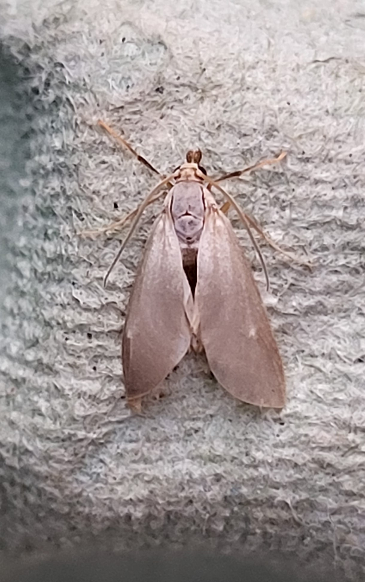 Photo of Water Veneer (Acentria ephemerella)